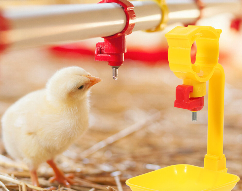 WellGrow – Pullet Rearing Cages