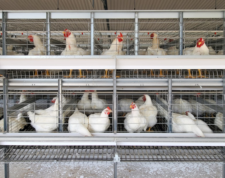 SuperBreed – Breeder Cages