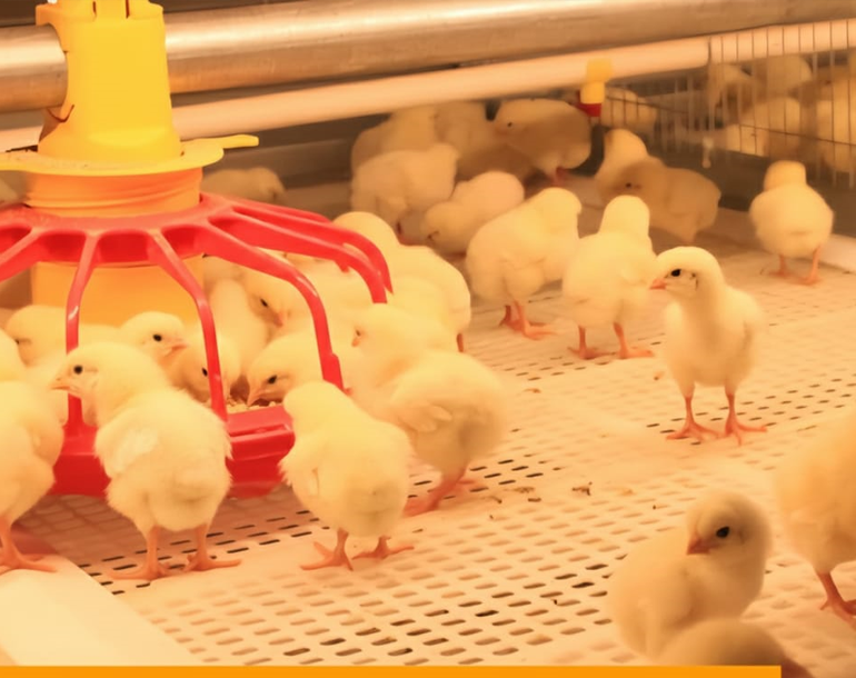 QuickGrow – Broiler Cages